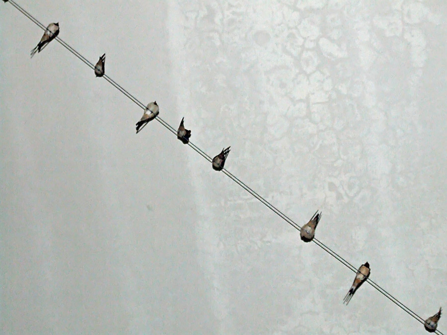 Appesi ad un filo .........anzi 2