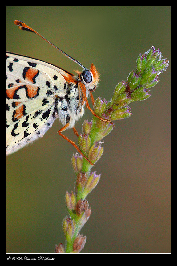 Portrait -Melitaea phoebe-