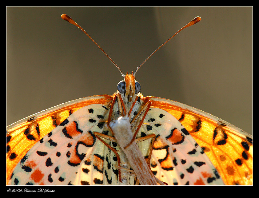 Ritratto in controluce -Melitaea phoebe-
