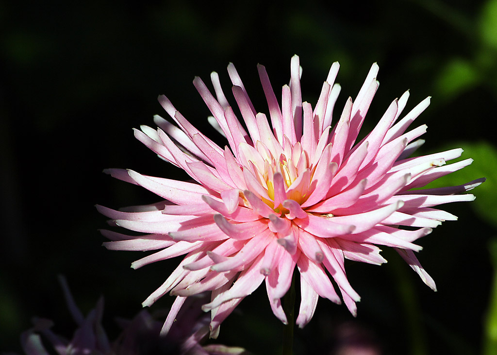 fiore o anemone di mare?
