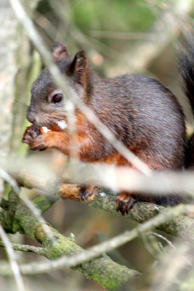 Sono Cip... so che Ciop mi cercava