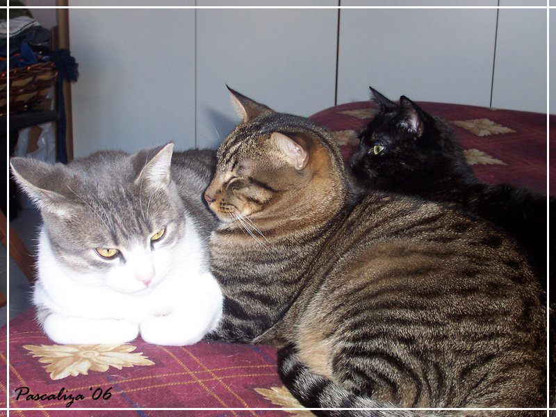 Trio felino #2