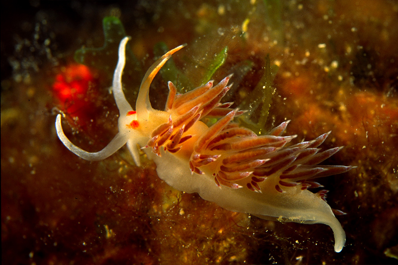 Flabellina lineata