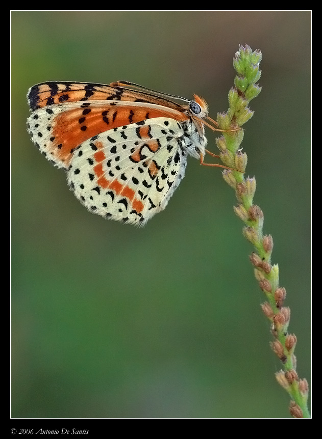 Moelitaea phoebe and green