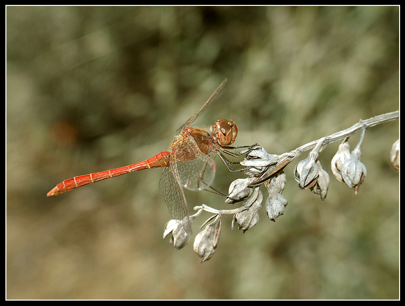 dragonfly in red