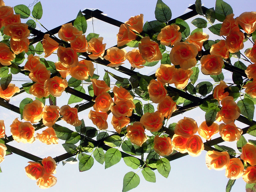 Se son rose... fioriranno...