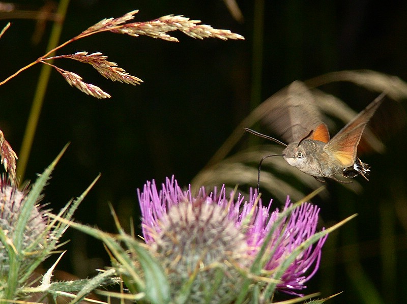 Insetto colibr� (Macroglossum stellatarum) 2