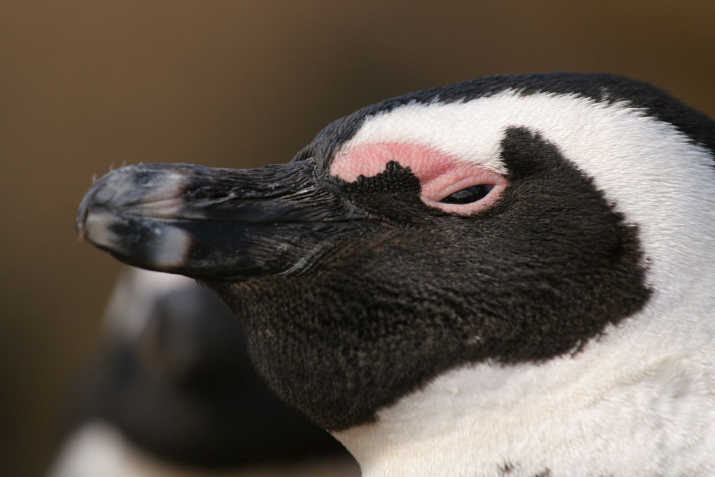 Pinguino Africano