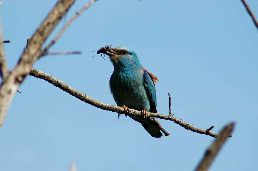 Ghiandaia marina a pranzo