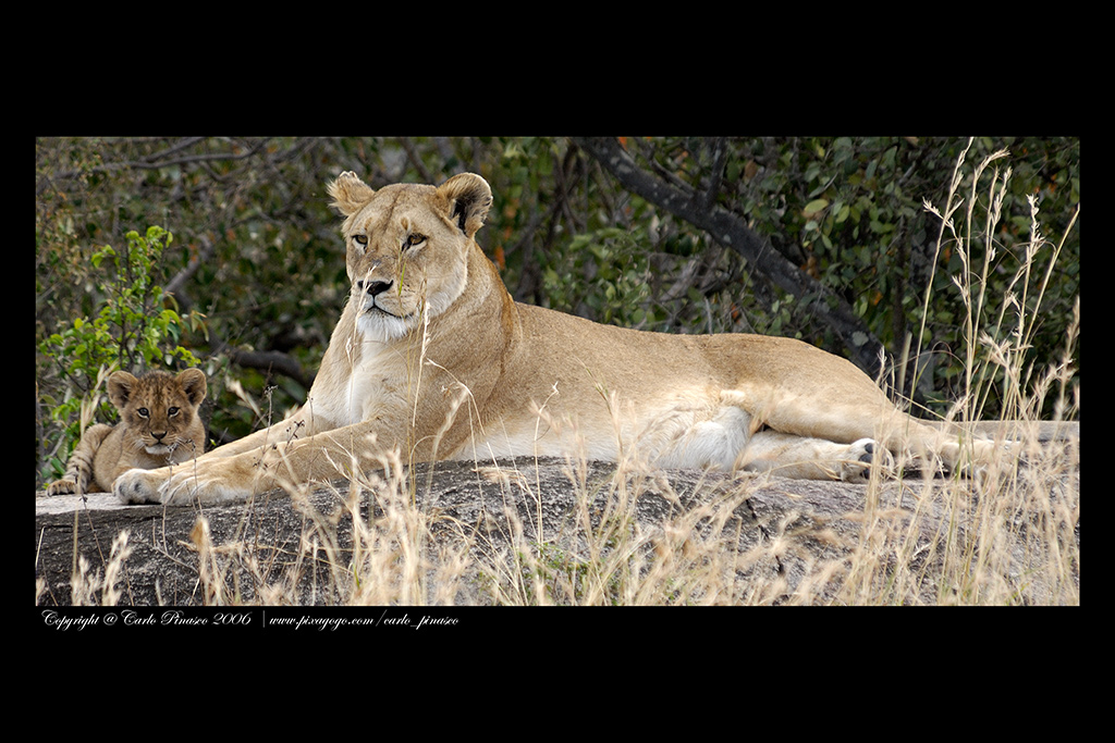 Tanzania: leonessa e cucciolo