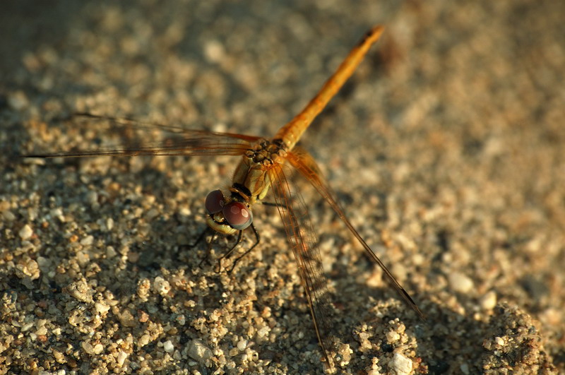Libellula3