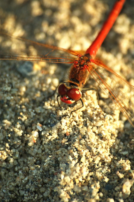 Libellula6