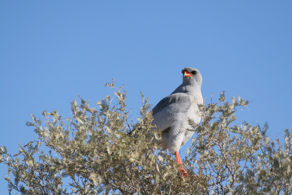 Melierax canorus (Sudafrica)