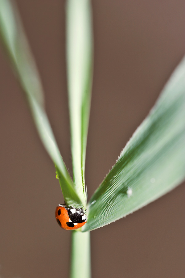 Ladybird