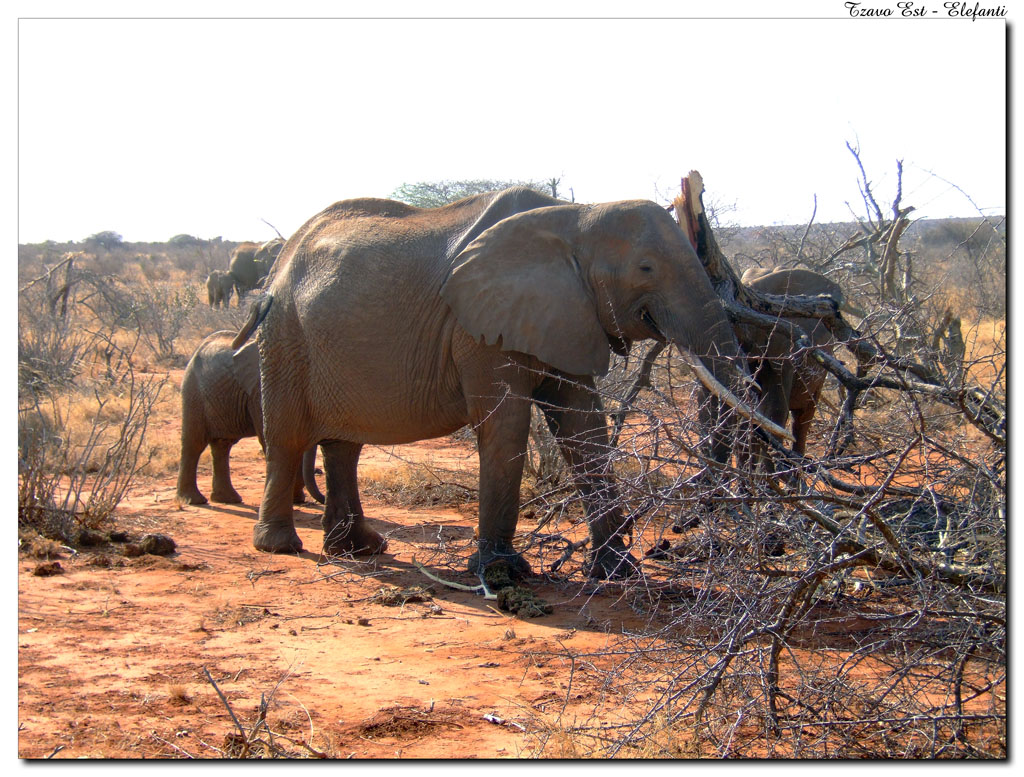 Tzavo Est - Elefanti
