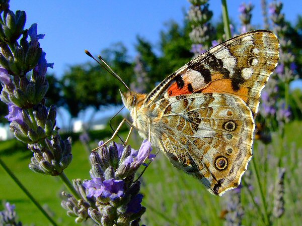 farfalla e lavanda