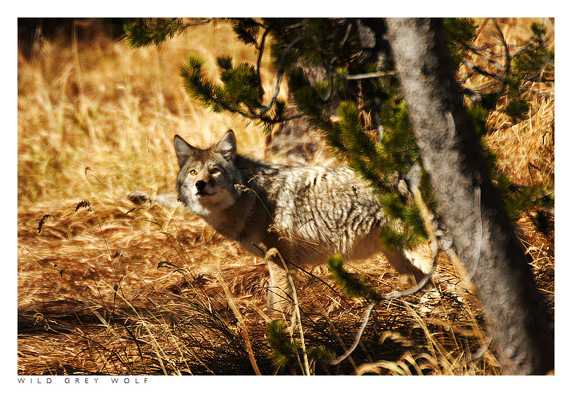 Wild Grey Wolf #2