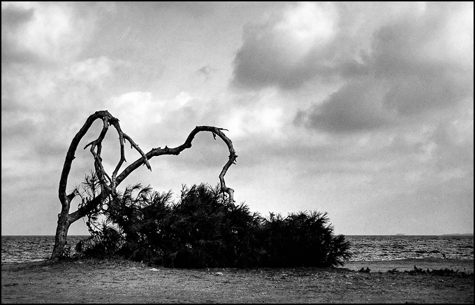 Disegnato dal Vento II