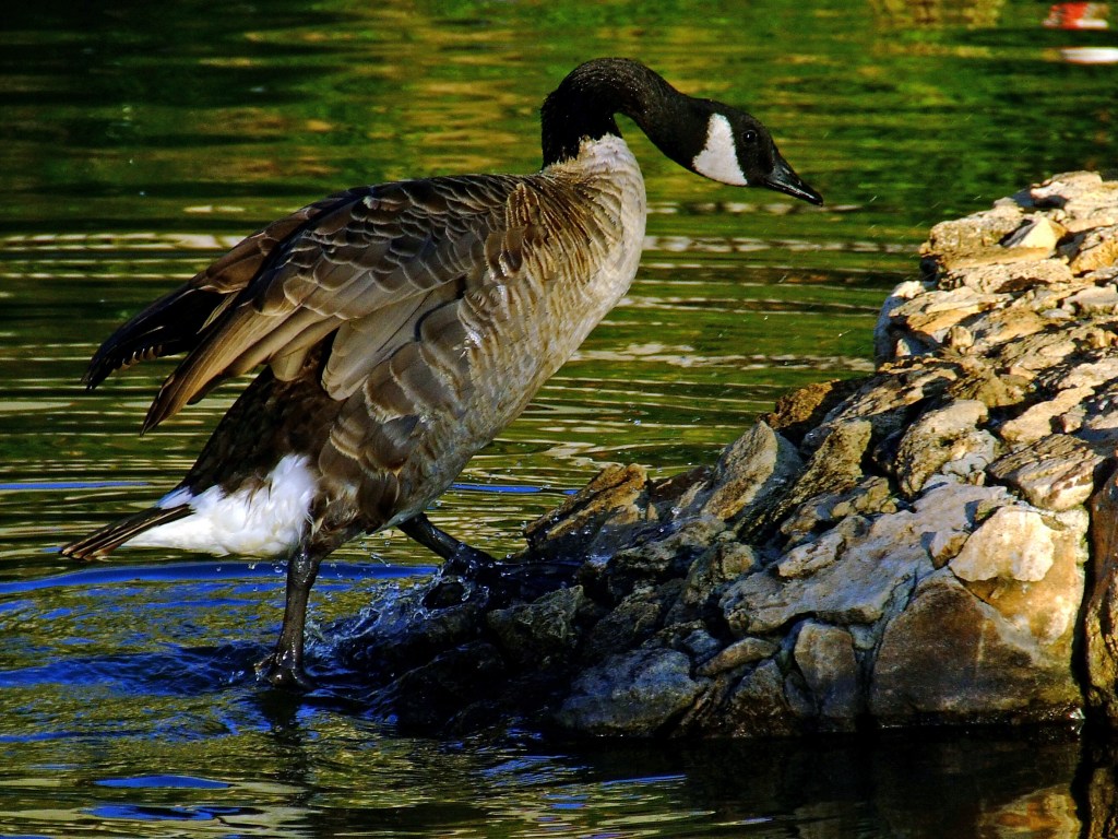 In cerca di riposo...