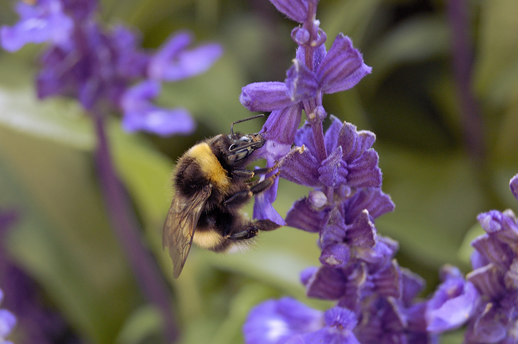 Primi close up insetti...