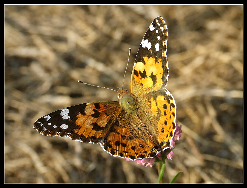 Contrapposizioni di Natura.