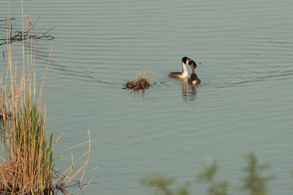 Svassi in corteggiamento