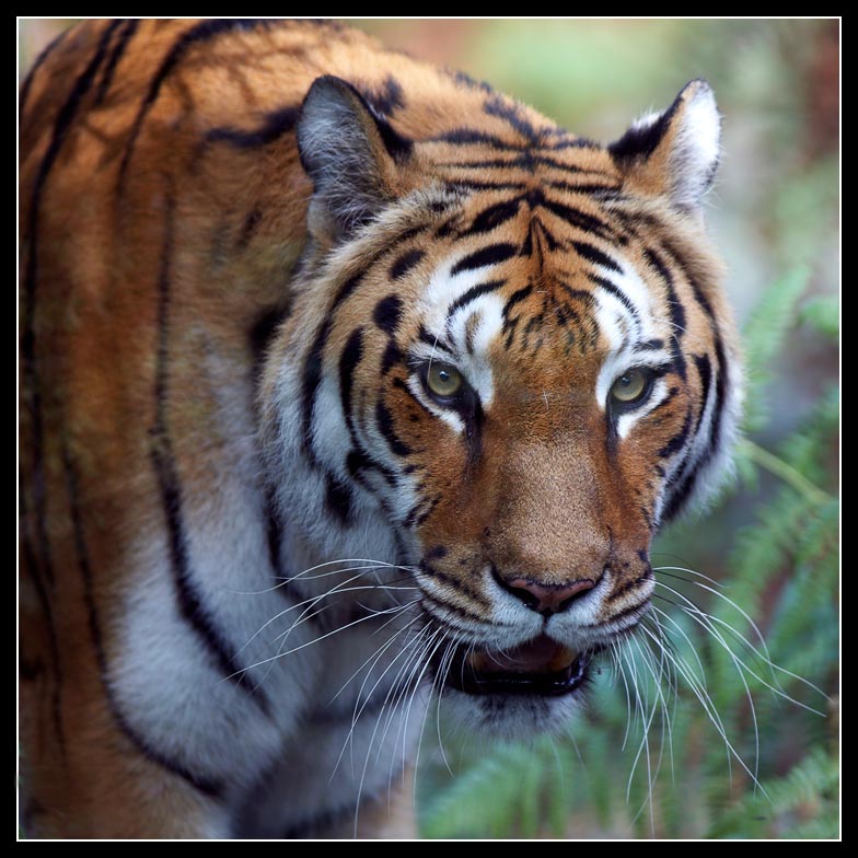 Regina della giungla