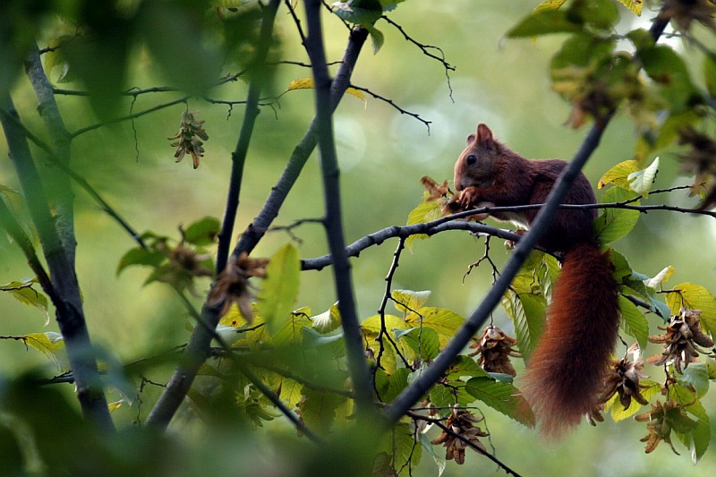 La cena dello scoiattolo