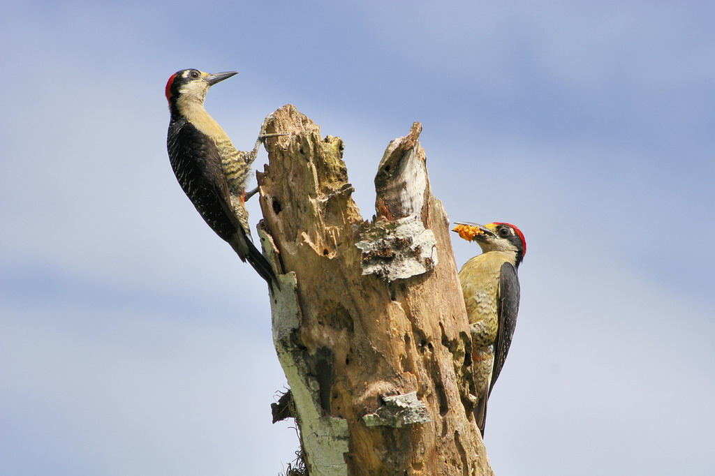 Costa Rica - W.Ps Family:-)