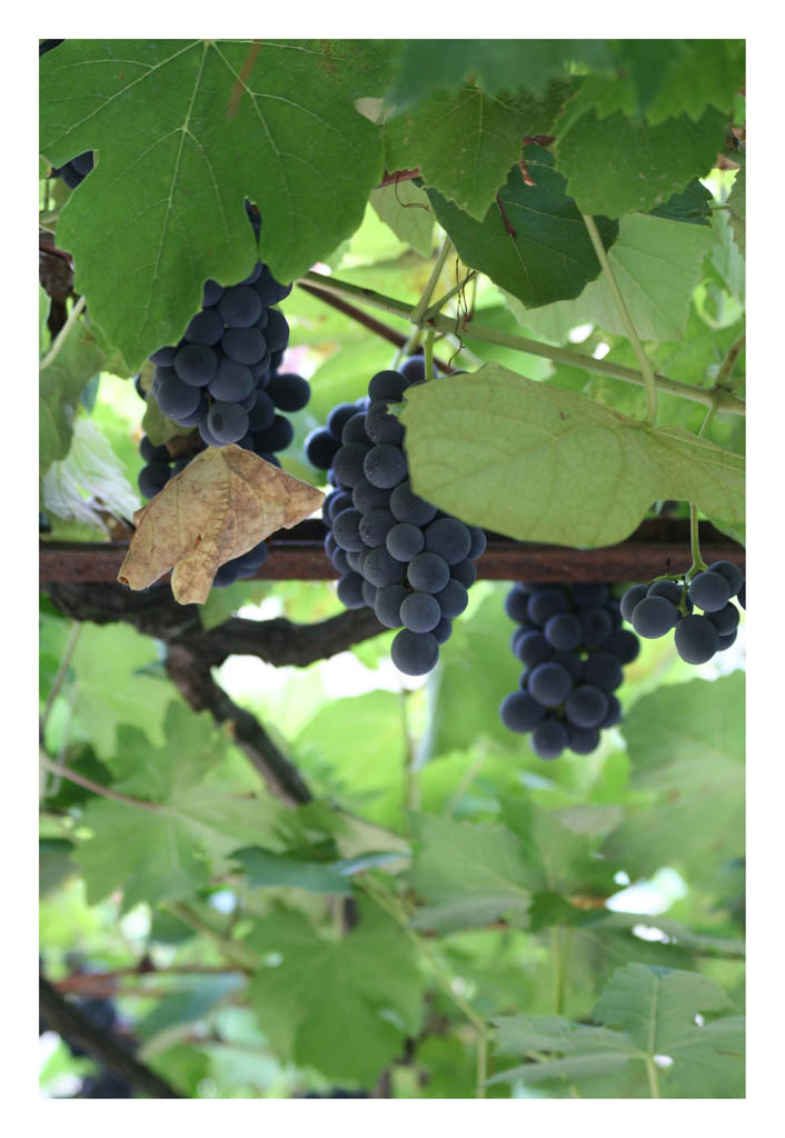 Menu: Foto di stagione