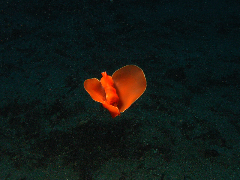 FINALMENTE ANCH'IO UNA FARFALLA