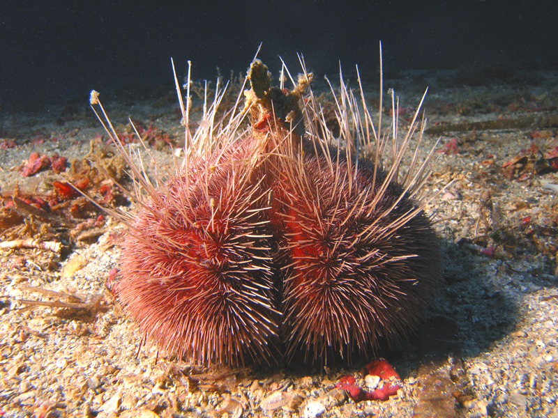 Spatangus purpureus