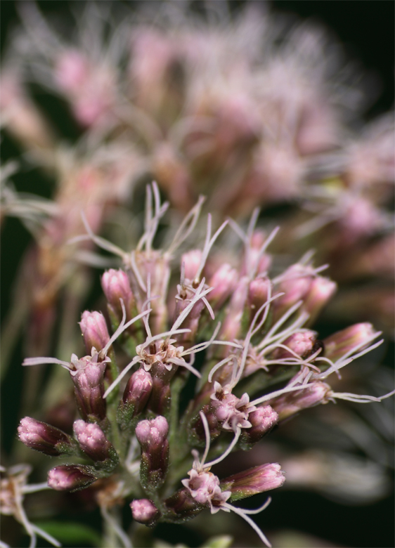 Son tanto bello... e manco un ape!