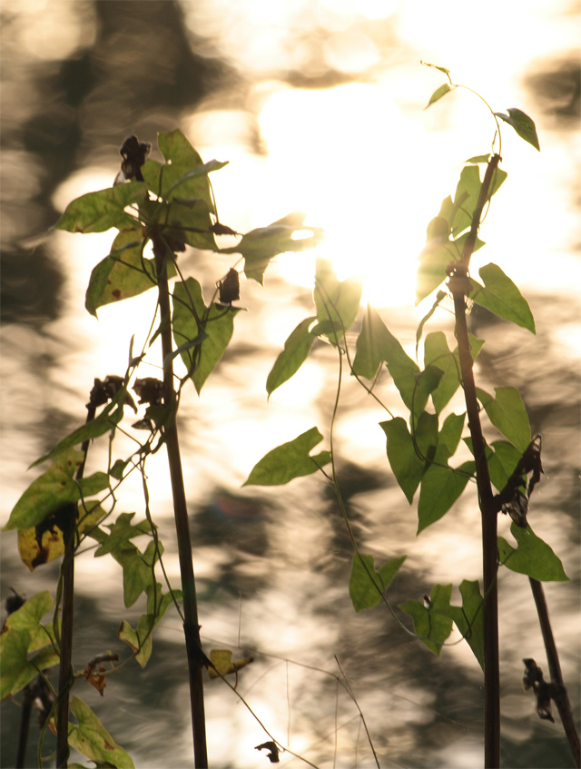 Riflesso del sole... controsole.