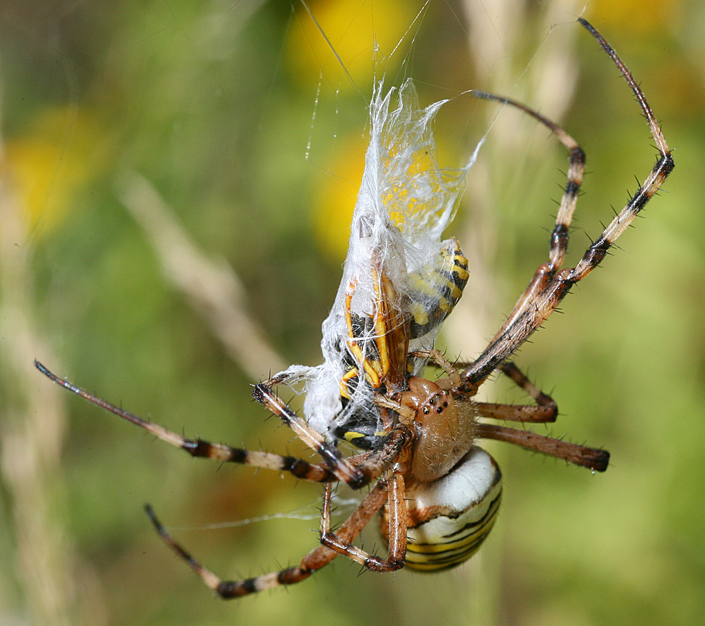 Ragno e vespa