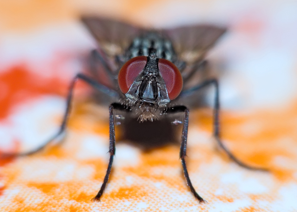 che hai da guardare?