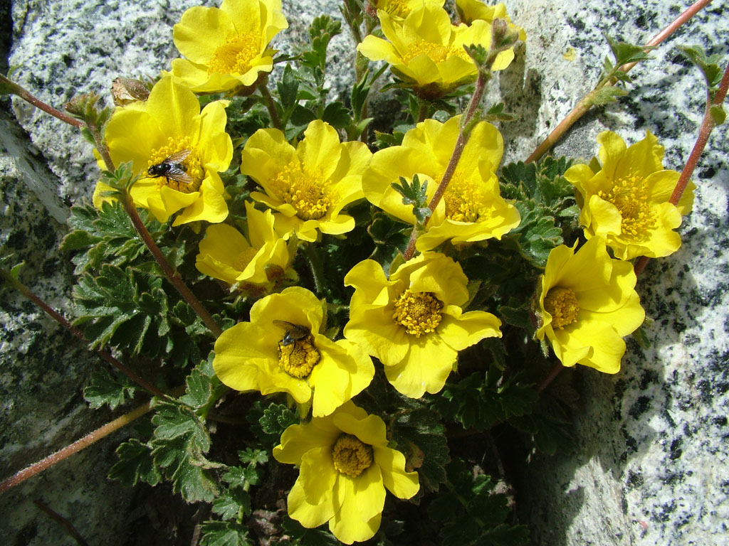 Fiori e Insetti...contatto