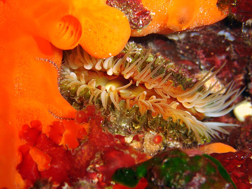 Incredibili colori del mare