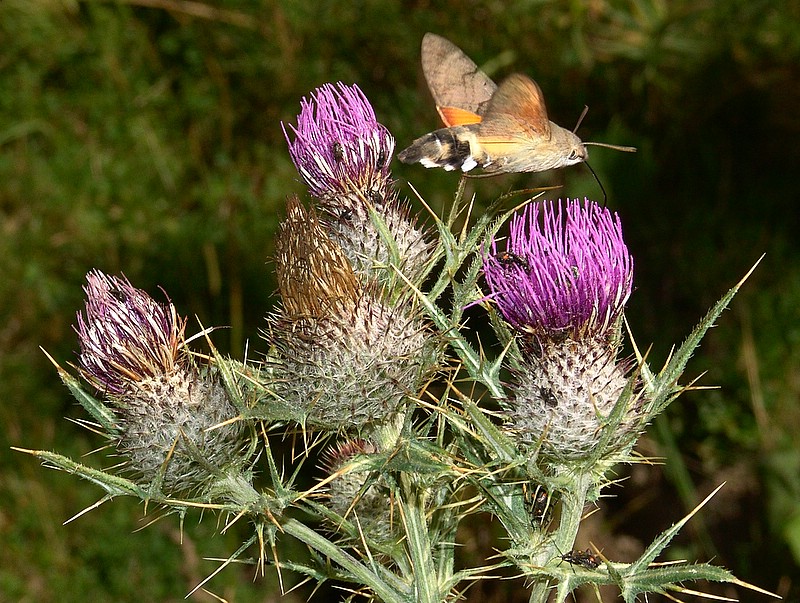 Insetto colibr� (Macroglossum stellatarum) 3