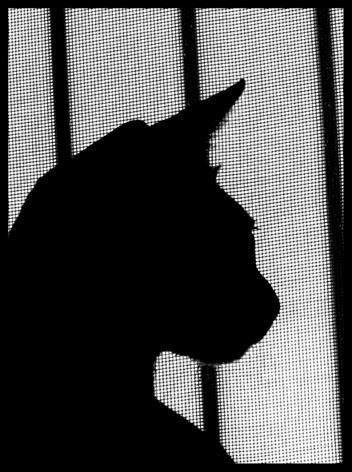 attraverso la zanzariera..