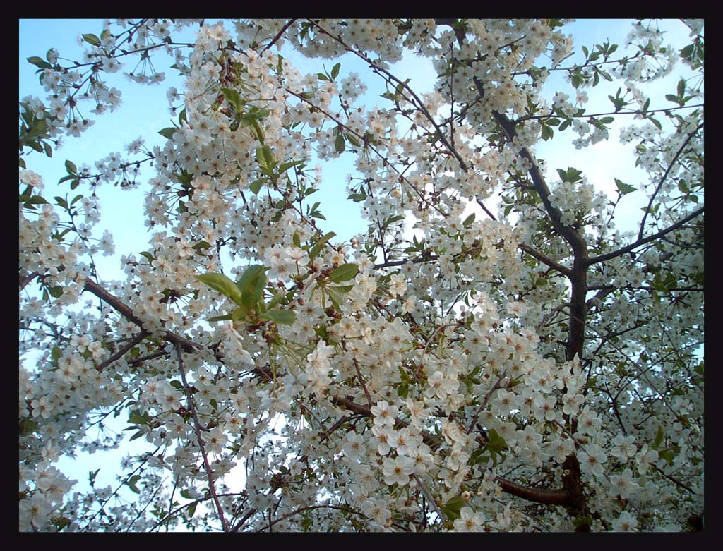 fioritura di ciliegi