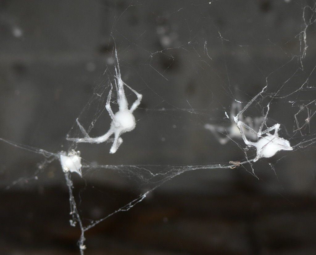 Il cimitero dei ragni