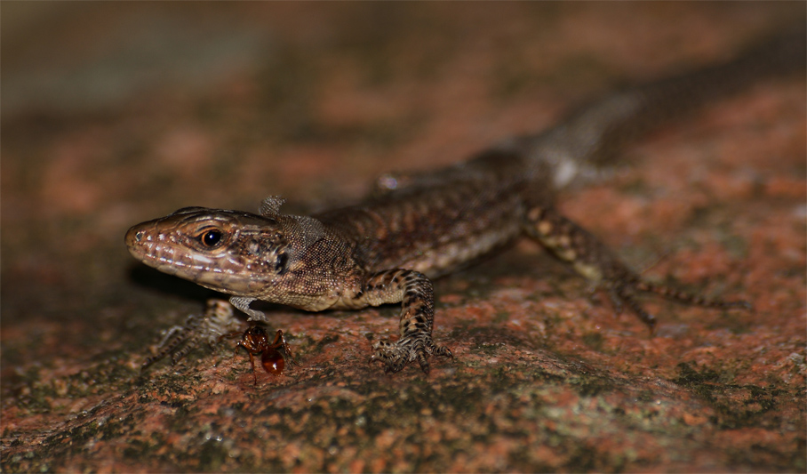 Che hai da guardare? Sto solo cambiando pelle...