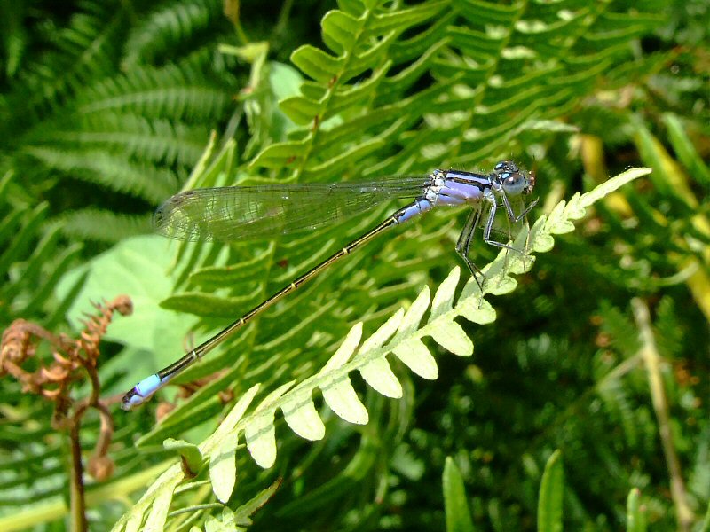 libelulla con zanzara