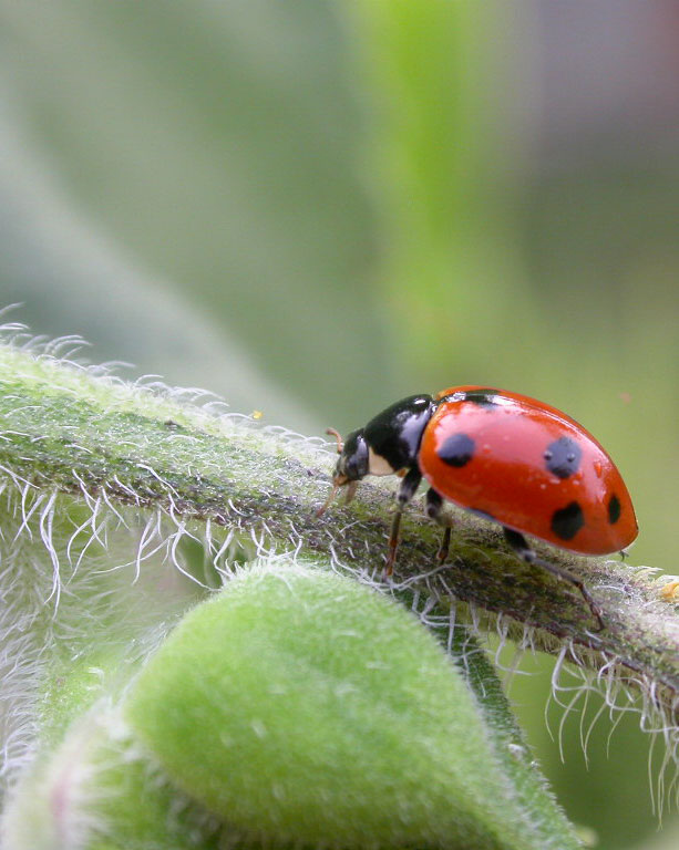 coccinella