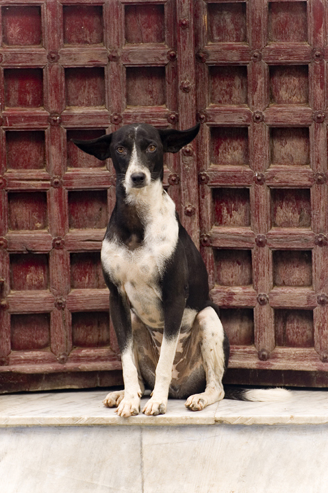 Perplessit� canina