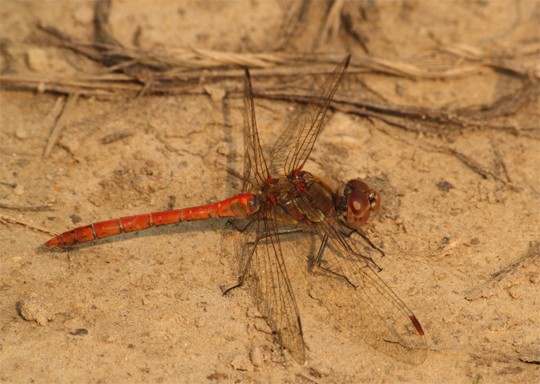 Libellula... a terra.