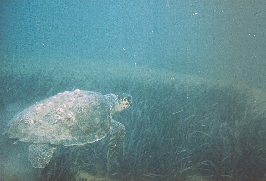Decollo di una Caretta caretta da una prateria di posidonia