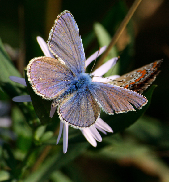 Farfalla a pois... e farfalla blue che le ruba la scena!