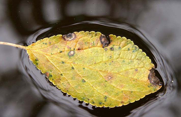 foglia sull'acqua